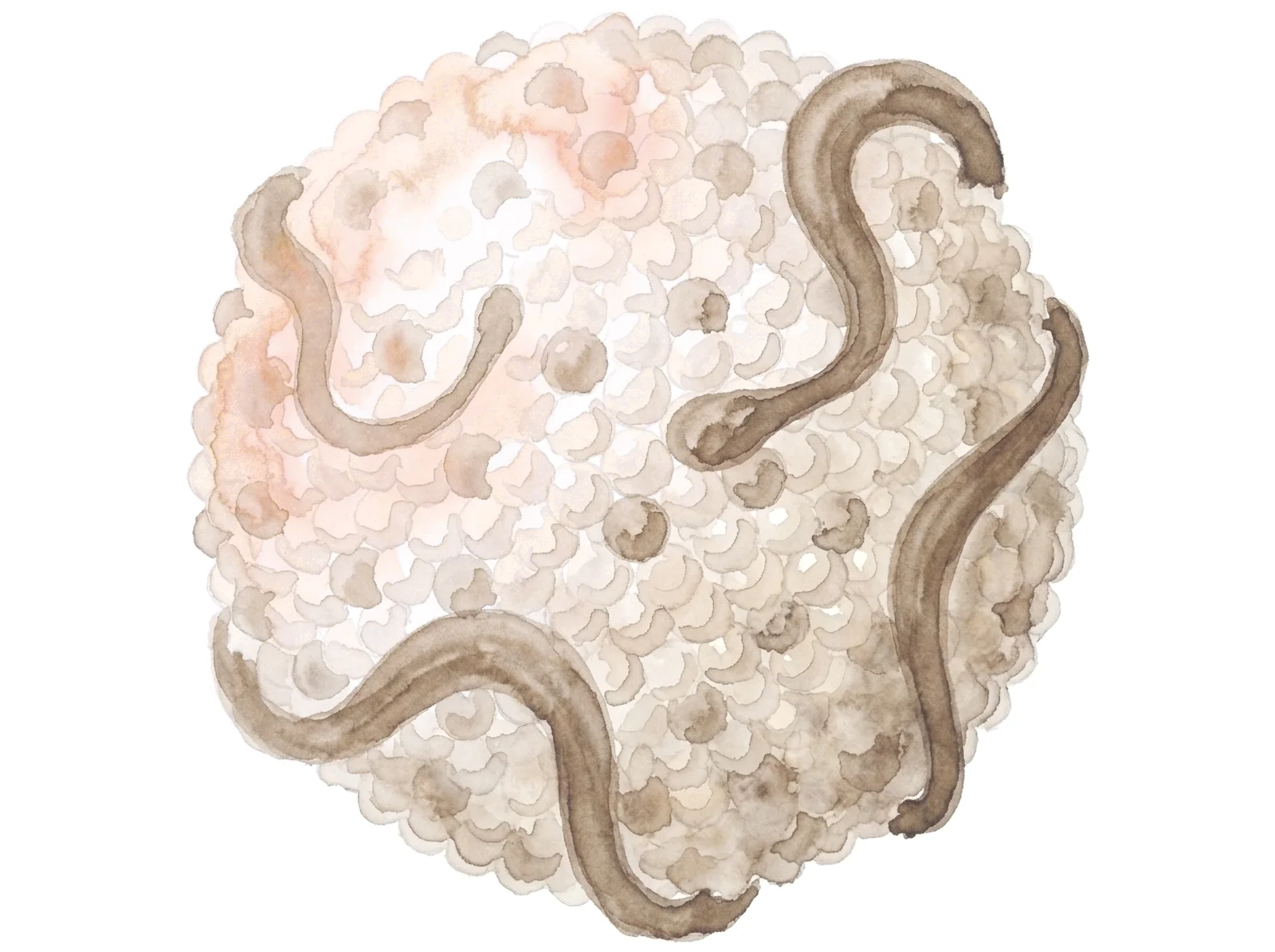 A watercolour of a lipoprotein particle, its packed lipid surface crossed by looping strands of protein and warming to red where the light falls