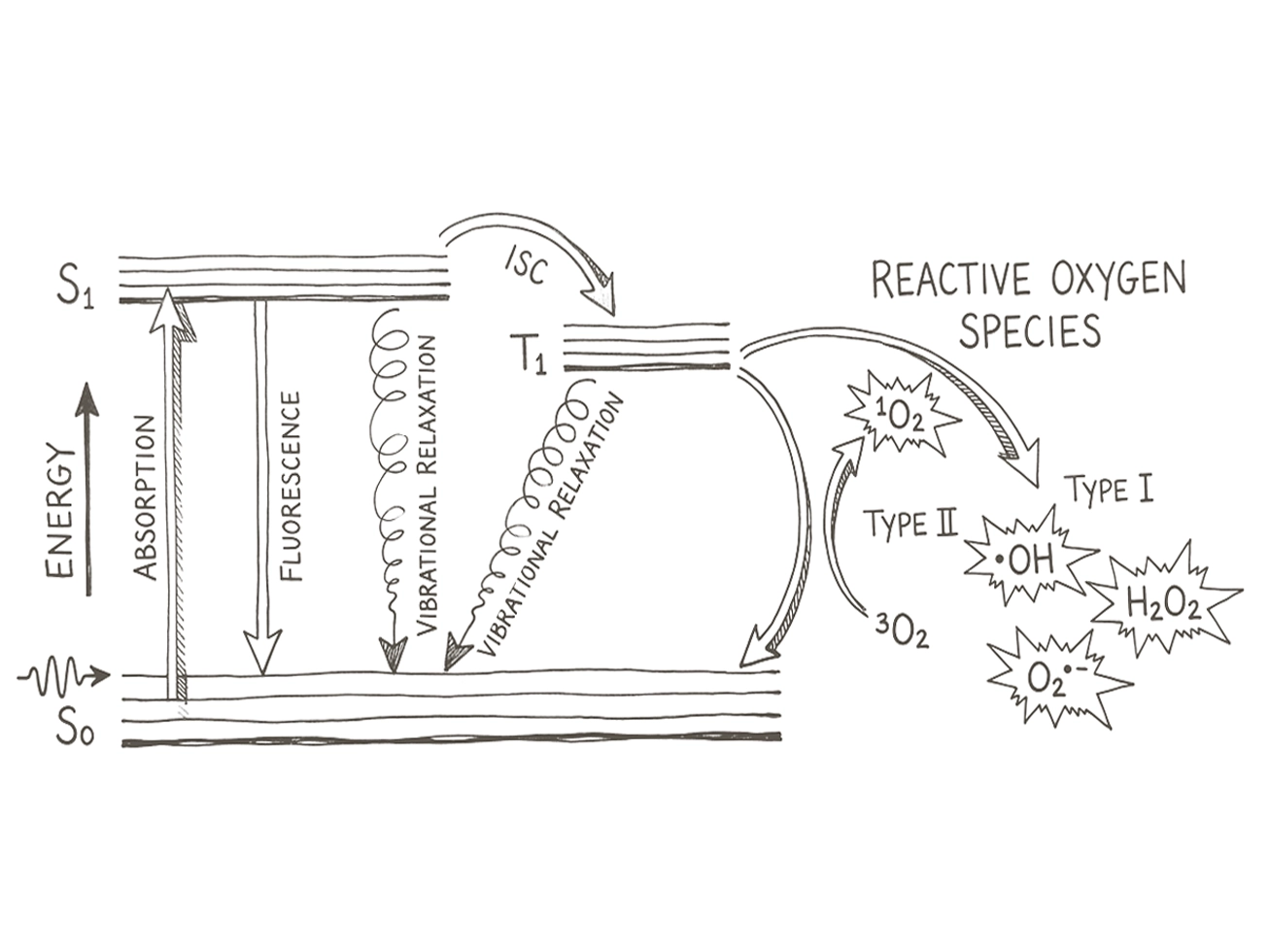 A Jablonski diagram drawn by hand, absorption to the singlet state, crossing to the triplet, and out to reactive oxygen species