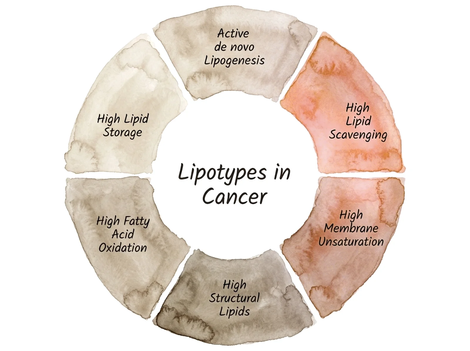 A watercolour ring of six lipotypes found in cancer — lipogenesis, scavenging, membrane unsaturation, structural lipids, fatty acid oxidation and storage — two wedges warming to red light