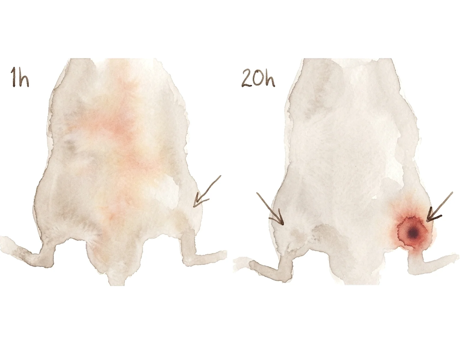 A watercolour of the same animal painted an hour and twenty hours after dosing, the drug diffuse in the first and gathered into an amber bloom over the tumour in the second